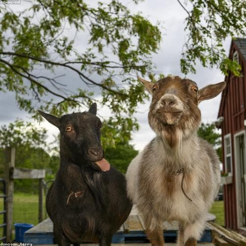 Agriculture Product 1